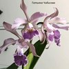 Cattleya Whitei coerulea ( Cattleya schilleriana X Cattleya warneri)